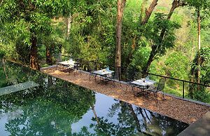 Rainforest