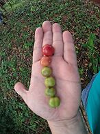 Hotel La Ceiba Panamá