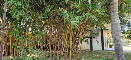 Comfort Inn Guest House