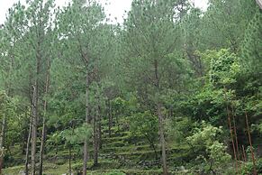 Maulyar Forest Resort