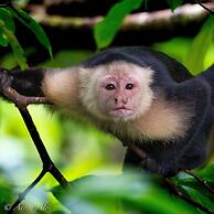 ataraxia bocas del toro