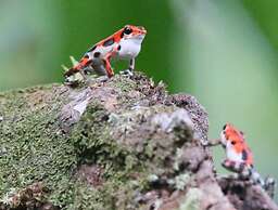 ataraxia bocas del toro