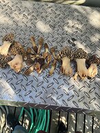 Cabin with Character