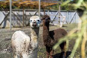 Alpaca Manor