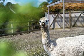 Alpaca Manor
