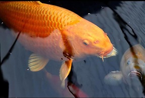 Hottub-nature-familyfriendly-wifi-parking