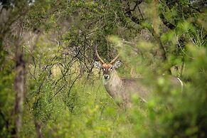 aha Skukuza Safari Lodge