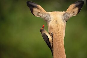 aha Skukuza Safari Lodge