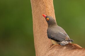 aha Skukuza Safari Lodge