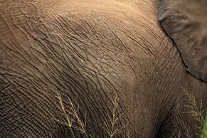 aha Skukuza Safari Lodge