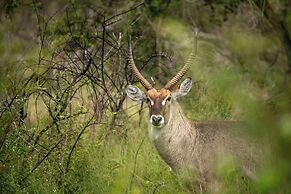 aha Skukuza Safari Lodge