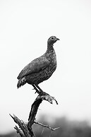 aha Skukuza Safari Lodge