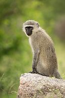 aha Skukuza Safari Lodge