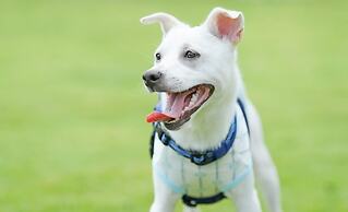 Ponta Village Karuizawa
