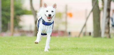 Ponta Village Karuizawa
