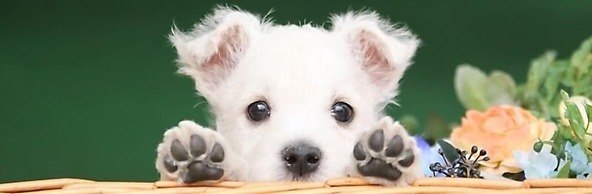 Ponta Village Karuizawa