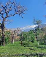 Mastiff Select Mandavya Dharamkot