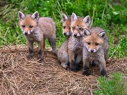 Doppelhaushaelfte in Hasselfelde