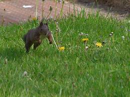 Doppelhaushaelfte in Hasselfelde