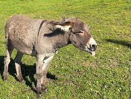 Rossweid hut With a Fantastic View