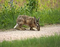 Ferienhaus mit Grosser Terrasse am Garder See
