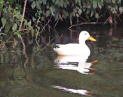 Ferienwohnung am Kummerower See in Sommersdorf