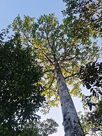 Cool Waters Jungle Camping