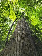 Cool Waters Jungle Camping