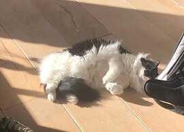 Bungalows am Vordersee, Dobbrikow