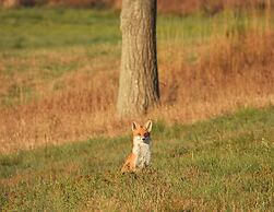 Doppelhaushaelfte in Hasselfelde