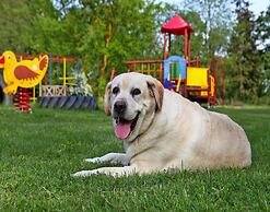 Ferienhaeuser am Kummerower See in Verchen