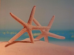 Ferienhaeuser am Teich in Zinnowitz