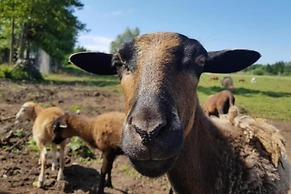 Holiday Homes, Gleznowko
