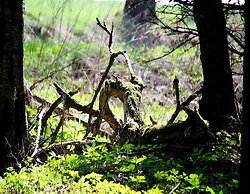 Doppelhaushaelfte in Hasselfelde