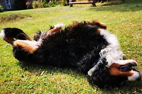 Holiday Home in the Countryside, Dzierzecin