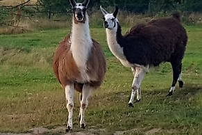 Holiday Home in the Countryside, Dzierzecin