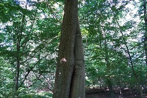 Ferienhaus in Petersdorf mit Schonem Garten