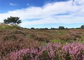 Appartements Post Hiddensee in Vitte