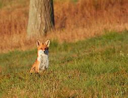 Doppelhaushaelfte in Hasselfelde