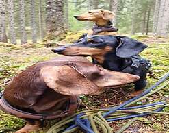 Dog-friendly Holiday Home in Flachau