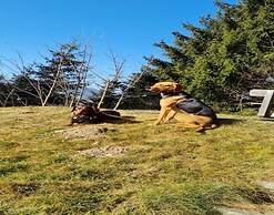 Dog-friendly Holiday Home in Flachau