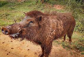 Green Heaven Safari Resort Udawalawa