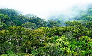 Green Heaven Safari Resort Udawalawa