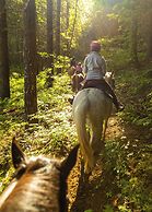 Out 'N' About Treehouse Treesort