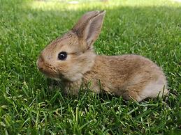 Pokoje Gościnne Pienińska Parzenica