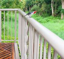 Villas of Kamalii 37