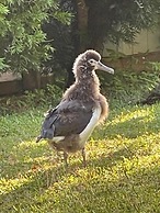 Kamahana 16 - Downstairs