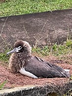 Kamahana 16 - Downstairs