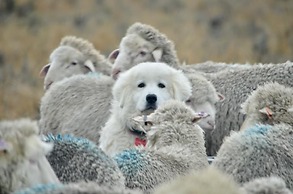 Fenton's  Lodge The Big House