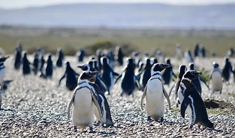 Fenton's  Lodge The Big House